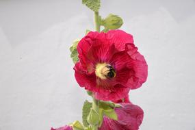 Flower Pink Hollyhock