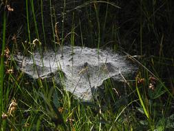 Spider Webs Dew Meadow