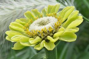 Blossom Bloom Dahlia