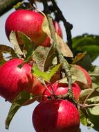 Apple Red