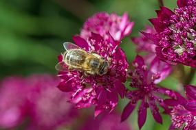 Flower Purple Bee Close