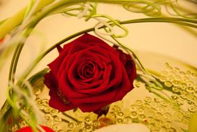 Pink Decoration Petals