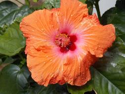 Hibiscus Flower