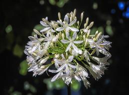 beautiful white flower plant