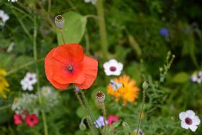 Colorful Variety Flowers Beautiful