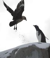 seagull and penguin up close