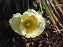 Poppy Flower