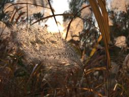 cobweb sticks sunshine forest