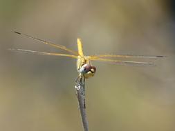Dragonfly Yellow