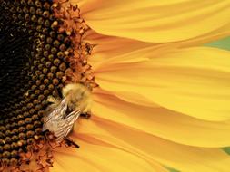 yellow sunflowers with bee view