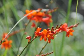 Montbretia Flower Orange Perennial