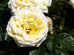 Rose Blossom Bloom