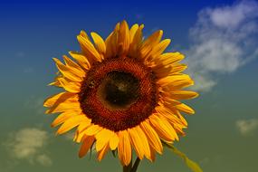 Sunflower Yellow Sun