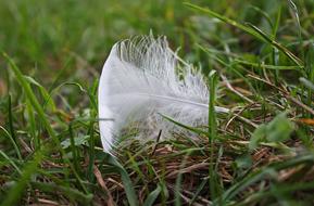 Feather Jesen Labut
