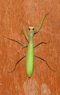 green mantis on a wooden table