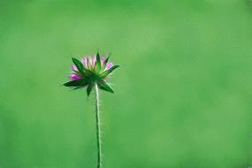 Flower Pointed Individually