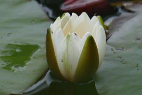 Close Up Water Lily Blossom