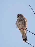 American kestrel, perched Falcon