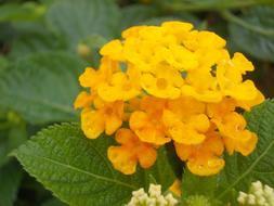 Flower Yellow Lantana
