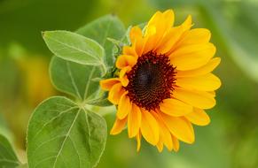 Sunflower Flower Blossom