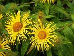 Flower Yellow Star Sunflower