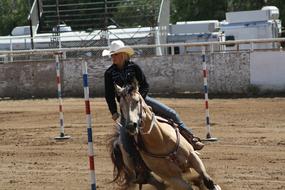 rider on a horse in the arena