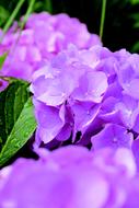 Flower Bloem Hydrangea