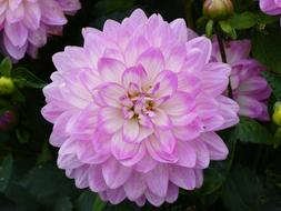 Dahlia Flower Pink