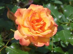 Flower Pink Yellow