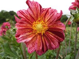 Flower Dahlia Pink