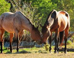 horses brown grass