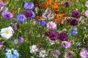 Flowers Flower Colors