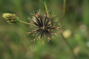 Black Jack Flower