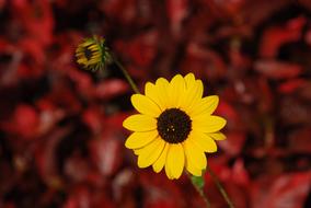 Flower Yellow Indian