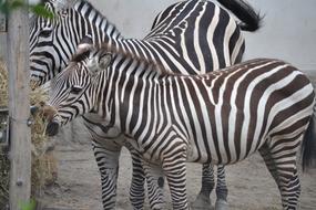 cute zebras at the zoo