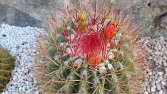 Cactus Flower August