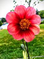 Dahlia Variety Aragon Simple