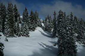 snow forest on the mountain