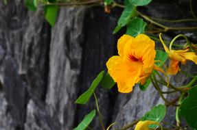 Nasturtium Blossom Bloom