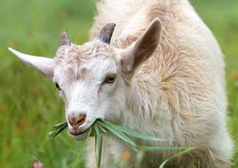 goat in the pasture close-up on a blurred background
