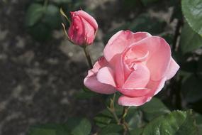 Rose Blossom Garden