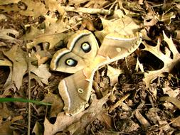 large butterfly with patterns in the foliage