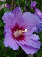 Hibiscus Blossom Bloom