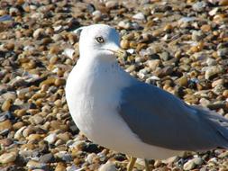 seagull on a rocky beach