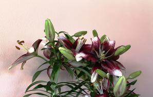 Flower Lily Spring Dark