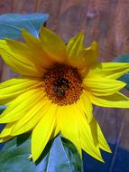 Sunflower Summer Flower