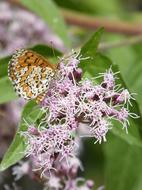 Melitaea Deione Butterfly Damer