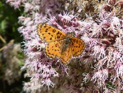 Melitaea Deione Butterfly Damer