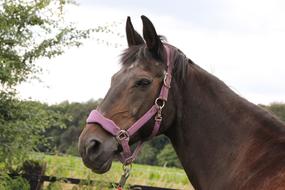 brown horse in a bridle