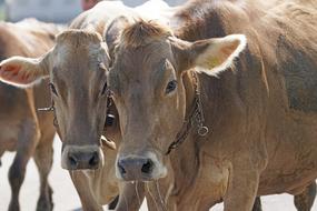 farm cows in a pen